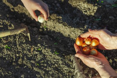 Kadın ve çocuğun elleri bahçe yatağına soğan soğanı yerleştirirken görülebilir toprak sıraları ve aletlerle. Yurtiçinde yetişen yiyeceklerle ve çevre bilinci olan bahçe işleriyle ilgili açık bahar aktiviteleri