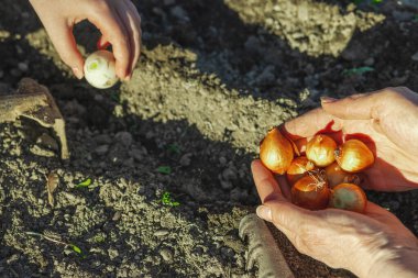 Kadın ve çocuğun elleri bahçe yatağına soğan soğanı yerleştirirken görülebilir toprak sıraları ve aletlerle. Yurtiçinde yetişen yiyeceklerle ve çevre bilinci olan bahçe işleriyle ilgili açık bahar aktiviteleri