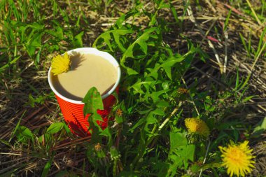 Ekolojik kağıt bardaklarda moda hindiba kahvesi, çiçek açan çayır arka planda. Sağlıklı yaşam tarzına, sürdürülebilir alışkanlıklara ve natürmort yaşam konseptine odaklanın.