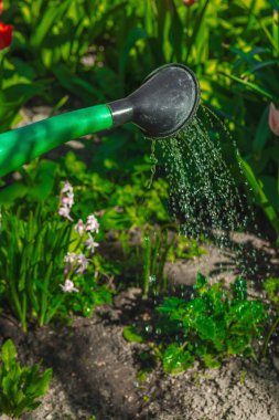 Melissa officinalis bitkilerini bitki bahçesinde sulamak için kullanılan büyük bir su bidonu. Ekolojik bahçıvanlık, bitkisel bakım ve modern yeşil eğilimler üzerinde duruluyor