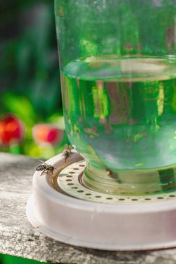 Geleneksel arılarla beslenen arılar çiçek açan bitkilerle çevrili. Arılara bakım, küresel arı yok olma endişesi ve sürdürülebilir arka bahçe arıcılığı