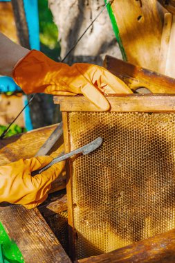 Eldiven takan arıcı geleneksel bir arıcılık aracı tutuyor, sürdürülebilir arıcılık ve arı nüfusunu iklim değişikliği ve küresel ısınmadan koruma çabalarını vurguluyor