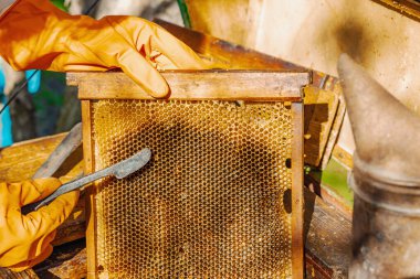 Eldiven takan arıcı geleneksel bir arıcılık aracı tutuyor, sürdürülebilir arıcılık ve arı nüfusunu iklim değişikliği ve küresel ısınmadan koruma çabalarını vurguluyor