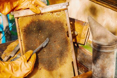 Eldiven takan arıcı geleneksel bir arıcılık aracı tutuyor, sürdürülebilir arıcılık ve arı nüfusunu iklim değişikliği ve küresel ısınmadan koruma çabalarını vurguluyor