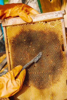 Eldiven takan arıcı geleneksel bir arıcılık aracı tutuyor, sürdürülebilir arıcılık ve arı nüfusunu iklim değişikliği ve küresel ısınmadan koruma çabalarını vurguluyor