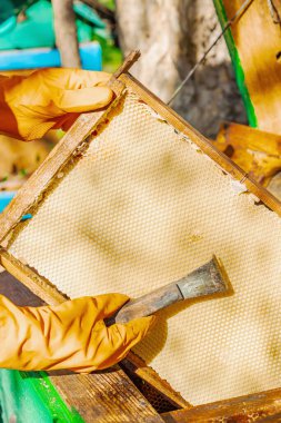 Eldiven takan arıcı geleneksel bir arıcılık aracı tutuyor, sürdürülebilir arıcılık ve arı nüfusunu iklim değişikliği ve küresel ısınmadan koruma çabalarını vurguluyor