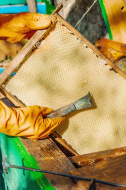 Eldiven takan arıcı geleneksel bir arıcılık aracı tutuyor, sürdürülebilir arıcılık ve arı nüfusunu iklim değişikliği ve küresel ısınmadan koruma çabalarını vurguluyor