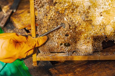 Balmumu güvesi hasarı ve Varroa mayt istilası olan bir bal peteğine yakın plan, arı kolonileri için tehditler, küresel tozlaştırıcı azalması ve ekolojik endişeler