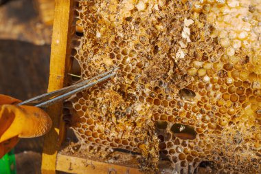 Balmumu güvesi hasarı ve Varroa mayt istilası olan bir bal peteğine yakın plan, arı kolonileri için tehditler, küresel tozlaştırıcı azalması ve ekolojik endişeler