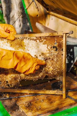Balmumu güvesi hasarı ve Varroa mayt istilası olan bir bal peteğine yakın plan, arı kolonileri için tehditler, küresel tozlaştırıcı azalması ve ekolojik endişeler