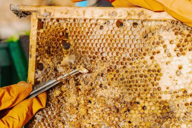Balmumu güvesi hasarı ve Varroa mayt istilası olan bir bal peteğine yakın plan, arı kolonileri için tehditler, küresel tozlaştırıcı azalması ve ekolojik endişeler