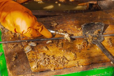 Balmumu güvesi hasarı ve Varroa mayt istilası olan bir bal peteğine yakın plan, arı kolonileri için tehditler, küresel tozlaştırıcı azalması ve ekolojik endişeler