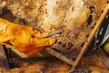 Balmumu güvesi hasarı ve Varroa mayt istilası olan bir bal peteğine yakın plan, arı kolonileri için tehditler, küresel tozlaştırıcı azalması ve ekolojik endişeler