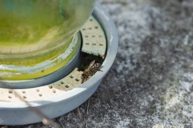 Arıların içtiği geleneksel arı suyu besleyicisi. Arılara bakım, küresel arı yok olma endişesi ve sürdürülebilir arka bahçe arıcılığı