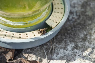 Arıların içtiği geleneksel arı suyu besleyicisi. Arılara bakım, küresel arı yok olma endişesi ve sürdürülebilir arka bahçe arıcılığı