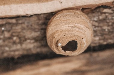 Detaylı kil yapısını gösteren bir Sceliphron eşekarısı kovanının yakın çekimi. Doğa, böcek davranışları, biyolojik çeşitlilik ve vahşi yaşam alanları için idealdir.