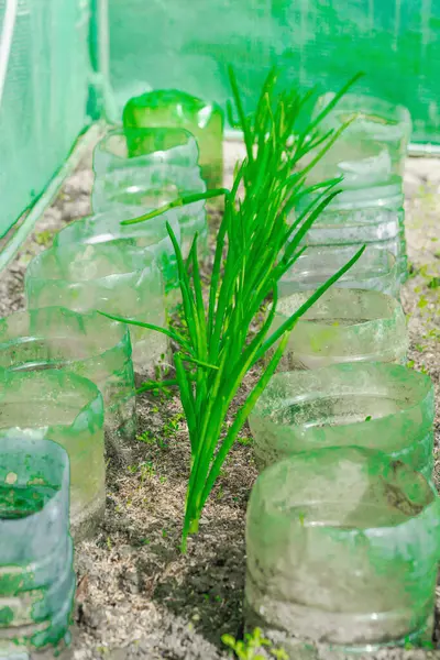Sırayla büyüyen yeşil pırasalı bahçe yatağı. Yurtiçi gıdaların görsel temsili, çevre dostu yaşam tarzı ve sürdürülebilir beslenme uygulamaları