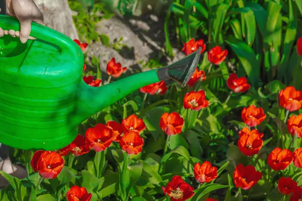 Bahçe yatağındaki kırmızı lalelerin üzerine su dökerek. Ev bahçeciliğinin, sürdürülebilirliğin ve eko yaşam tarzının sembolü