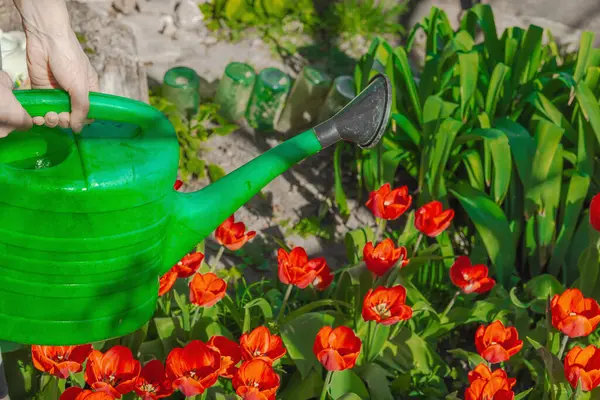 Bahçe yatağındaki kırmızı lalelerin üzerine su dökerek. Ev bahçeciliğinin, sürdürülebilirliğin ve eko yaşam tarzının sembolü