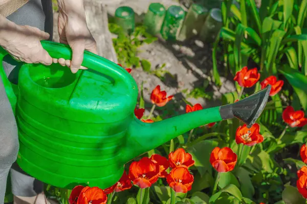 Bahçe yatağındaki kırmızı lalelerin üzerine su dökerek. Ev bahçeciliğinin, sürdürülebilirliğin ve eko yaşam tarzının sembolü