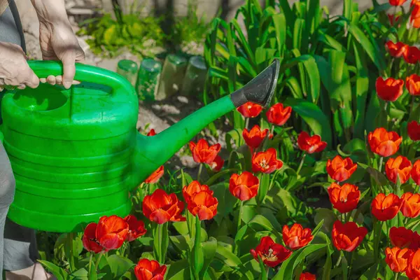 Bahçe yatağındaki kırmızı lalelerin üzerine su dökerek. Ev bahçeciliğinin, sürdürülebilirliğin ve eko yaşam tarzının sembolü