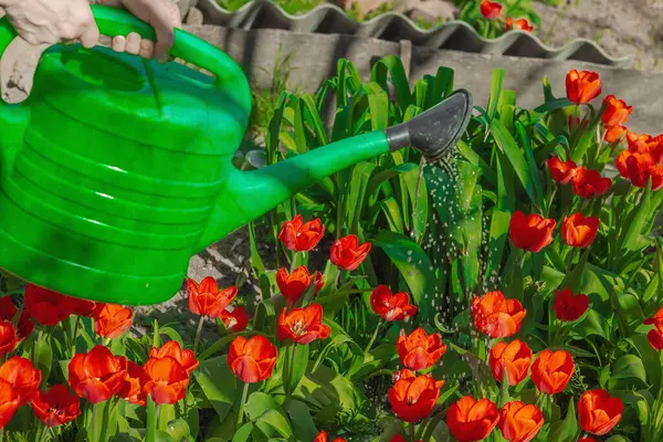 Bahçe yatağındaki kırmızı lalelerin üzerine su dökerek. Ev bahçeciliğinin, sürdürülebilirliğin ve eko yaşam tarzının sembolü