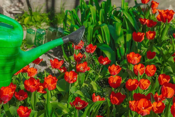 Bahçe yatağındaki kırmızı lalelerin üzerine su dökerek. Ev bahçeciliğinin, sürdürülebilirliğin ve eko yaşam tarzının sembolü