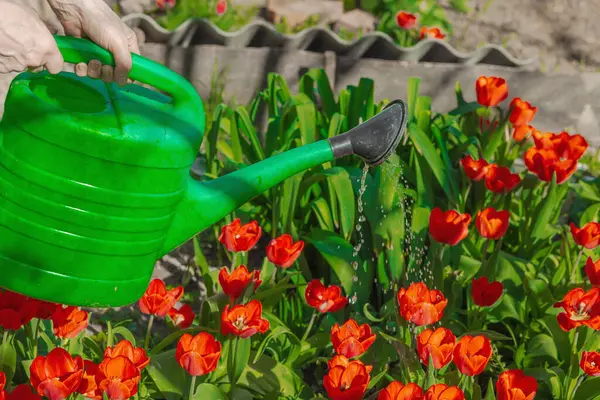 Bahçe yatağındaki kırmızı lalelerin üzerine su dökerek. Ev bahçeciliğinin, sürdürülebilirliğin ve eko yaşam tarzının sembolü