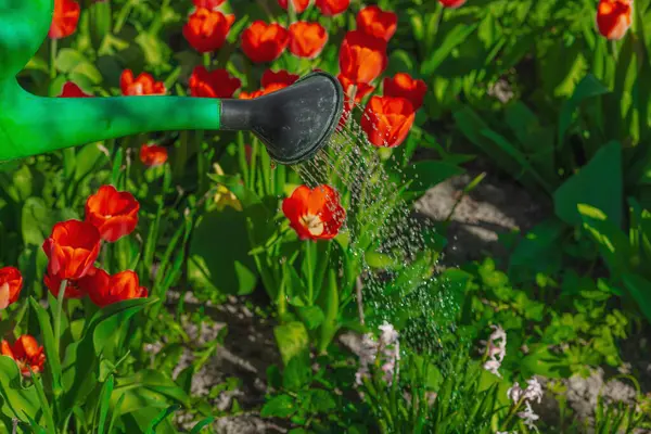 Bahçe yatağındaki kırmızı lalelerin üzerine su dökerek. Ev bahçeciliğinin, sürdürülebilirliğin ve eko yaşam tarzının sembolü