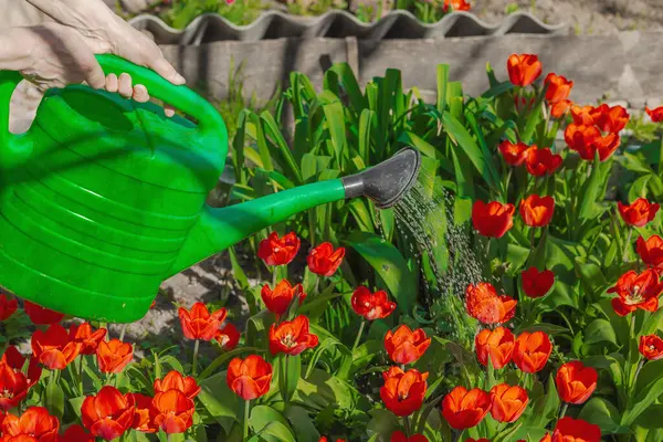 Bahçe yatağındaki kırmızı lalelerin üzerine su dökerek. Ev bahçeciliğinin, sürdürülebilirliğin ve eko yaşam tarzının sembolü