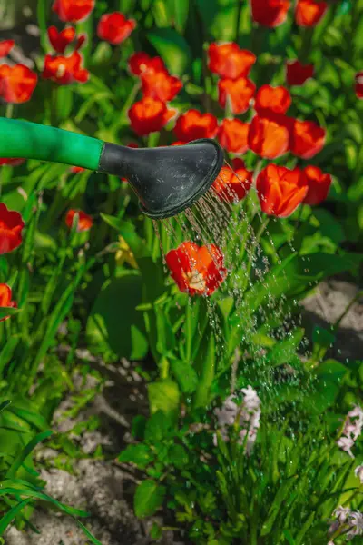 Bahçe yatağındaki kırmızı lalelerin üzerine su dökerek. Ev bahçeciliğinin, sürdürülebilirliğin ve eko yaşam tarzının sembolü