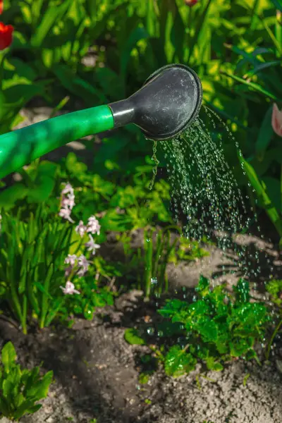 Melissa officinalis bitkilerini bitki bahçesinde sulamak için kullanılan büyük bir su bidonu. Ekolojik bahçıvanlık, bitkisel bakım ve modern yeşil eğilimler üzerinde duruluyor
