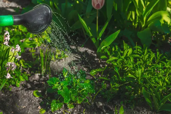 Melissa officinalis bitkilerini bitki bahçesinde sulamak için kullanılan büyük bir su bidonu. Ekolojik bahçıvanlık, bitkisel bakım ve modern yeşil eğilimler üzerinde duruluyor