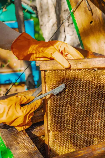 Eldiven takan arıcı geleneksel bir arıcılık aracı tutuyor, sürdürülebilir arıcılık ve arı nüfusunu iklim değişikliği ve küresel ısınmadan koruma çabalarını vurguluyor