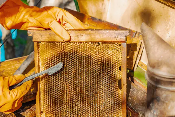 Eldiven takan arıcı geleneksel bir arıcılık aracı tutuyor, sürdürülebilir arıcılık ve arı nüfusunu iklim değişikliği ve küresel ısınmadan koruma çabalarını vurguluyor