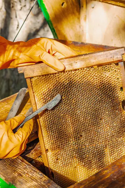 Eldiven takan arıcı geleneksel bir arıcılık aracı tutuyor, sürdürülebilir arıcılık ve arı nüfusunu iklim değişikliği ve küresel ısınmadan koruma çabalarını vurguluyor