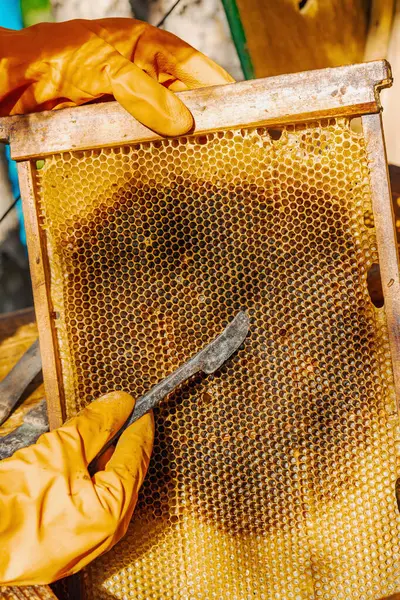 Eldiven takan arıcı geleneksel bir arıcılık aracı tutuyor, sürdürülebilir arıcılık ve arı nüfusunu iklim değişikliği ve küresel ısınmadan koruma çabalarını vurguluyor