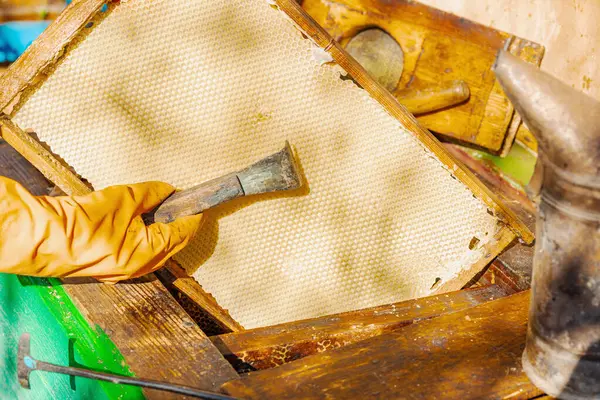 Eldiven takan arıcı geleneksel bir arıcılık aracı tutuyor, sürdürülebilir arıcılık ve arı nüfusunu iklim değişikliği ve küresel ısınmadan koruma çabalarını vurguluyor