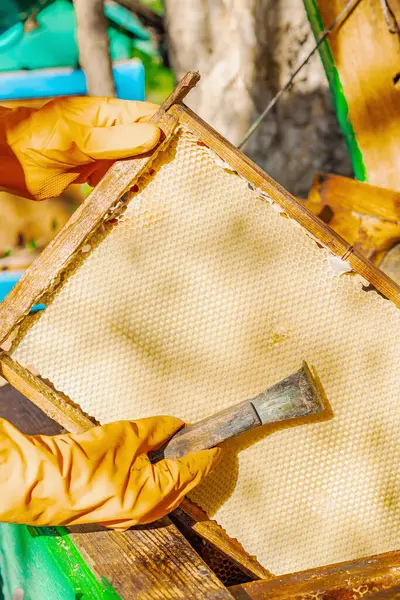 Eldiven takan arıcı geleneksel bir arıcılık aracı tutuyor, sürdürülebilir arıcılık ve arı nüfusunu iklim değişikliği ve küresel ısınmadan koruma çabalarını vurguluyor