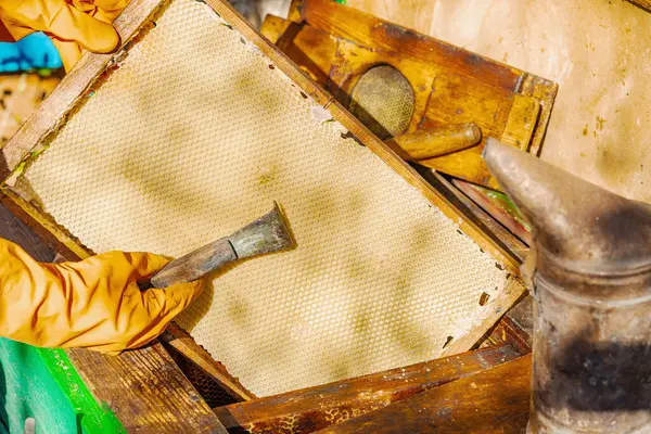 Eldiven takan arıcı geleneksel bir arıcılık aracı tutuyor, sürdürülebilir arıcılık ve arı nüfusunu iklim değişikliği ve küresel ısınmadan koruma çabalarını vurguluyor