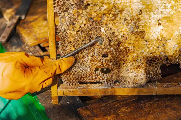 Balmumu güvesi hasarı ve Varroa mayt istilası olan bir bal peteğine yakın plan, arı kolonileri için tehditler, küresel tozlaştırıcı azalması ve ekolojik endişeler