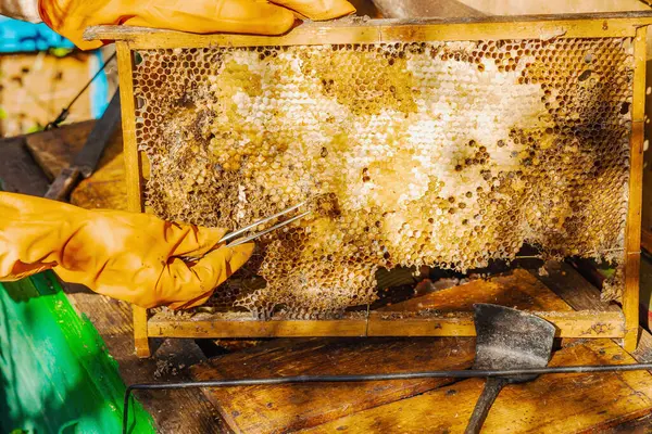 Balmumu güvesi hasarı ve Varroa mayt istilası olan bir bal peteğine yakın plan, arı kolonileri için tehditler, küresel tozlaştırıcı azalması ve ekolojik endişeler
