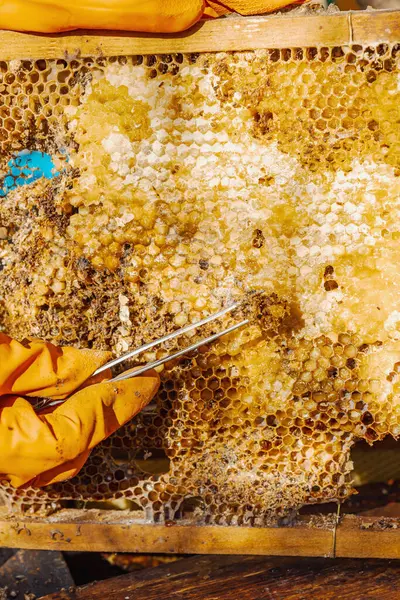 Balmumu güvesi hasarı ve Varroa mayt istilası olan bir bal peteğine yakın plan, arı kolonileri için tehditler, küresel tozlaştırıcı azalması ve ekolojik endişeler