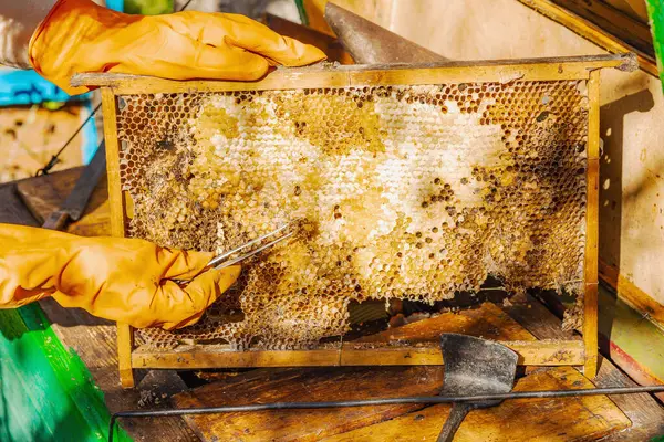 Balmumu güvesi hasarı ve Varroa mayt istilası olan bir bal peteğine yakın plan, arı kolonileri için tehditler, küresel tozlaştırıcı azalması ve ekolojik endişeler