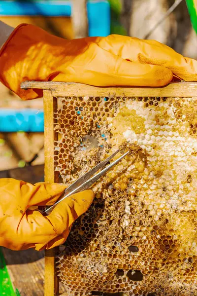 Balmumu güvesi hasarı ve Varroa mayt istilası olan bir bal peteğine yakın plan, arı kolonileri için tehditler, küresel tozlaştırıcı azalması ve ekolojik endişeler