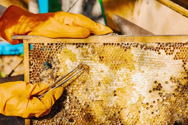 Balmumu güvesi hasarı ve Varroa mayt istilası olan bir bal peteğine yakın plan, arı kolonileri için tehditler, küresel tozlaştırıcı azalması ve ekolojik endişeler