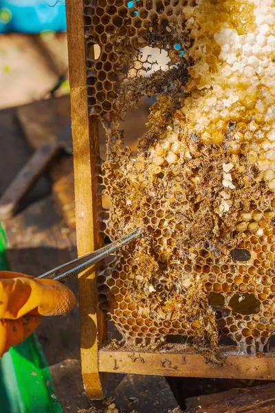 Balmumu güvesi hasarı ve Varroa mayt istilası olan bir bal peteğine yakın plan, arı kolonileri için tehditler, küresel tozlaştırıcı azalması ve ekolojik endişeler