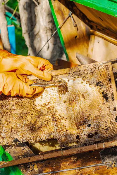 Balmumu güvesi hasarı ve Varroa mayt istilası olan bir bal peteğine yakın plan, arı kolonileri için tehditler, küresel tozlaştırıcı azalması ve ekolojik endişeler
