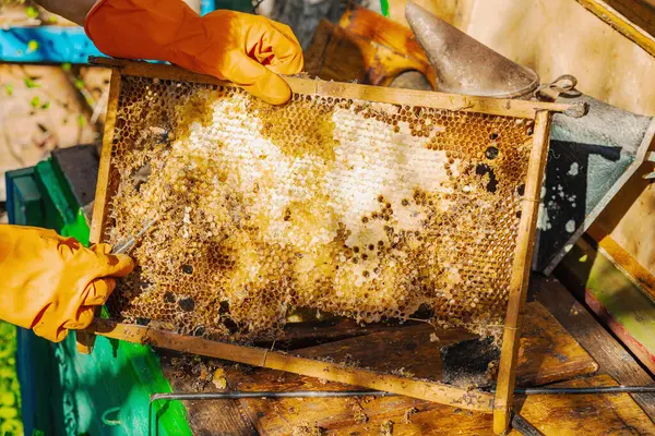 Balmumu güvesi hasarı ve Varroa mayt istilası olan bir bal peteğine yakın plan, arı kolonileri için tehditler, küresel tozlaştırıcı azalması ve ekolojik endişeler