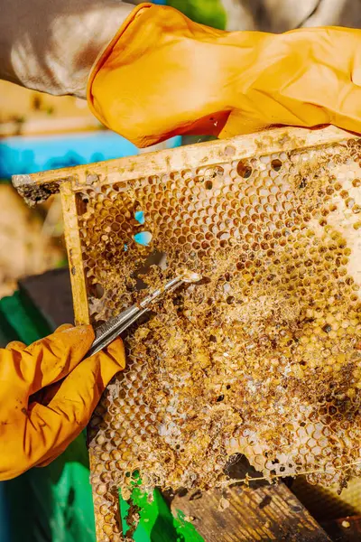 Balmumu güvesi hasarı ve Varroa mayt istilası olan bir bal peteğine yakın plan, arı kolonileri için tehditler, küresel tozlaştırıcı azalması ve ekolojik endişeler